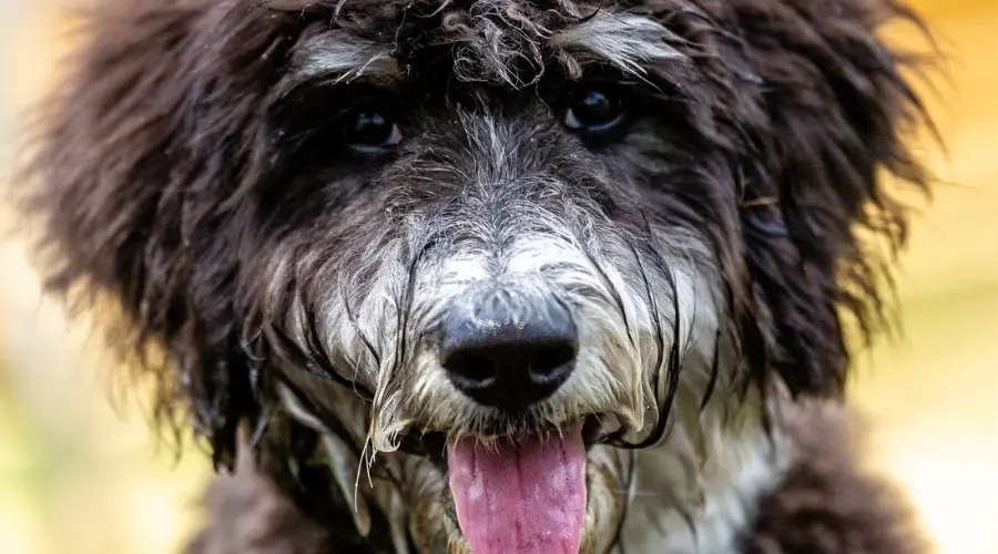 Bernedoodle gris y blanco al aire libre