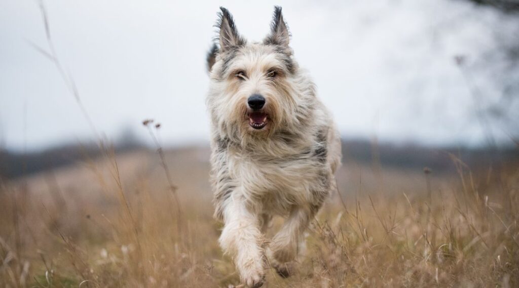 Berger Picard corriendo en el campo