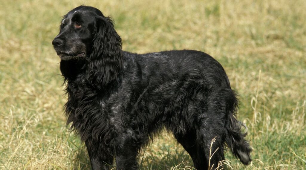 Negro Azul Picardía Spaniel de pie en la hierba