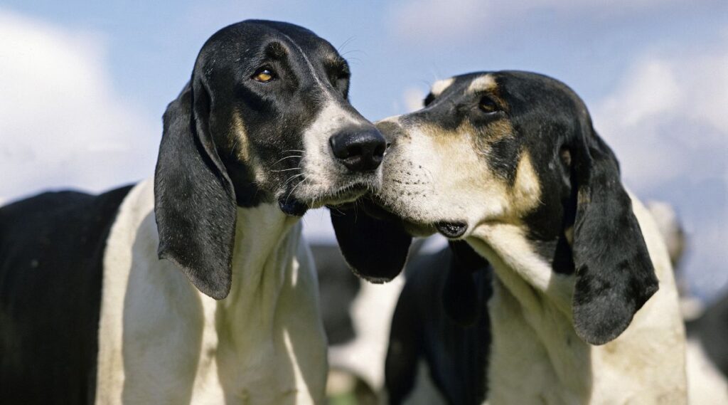 Dos Chien Francais Blanc Et Noir tocando hocicos primer plano