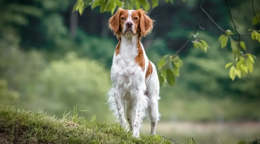 Perro naranja y blanco parado al aire libre