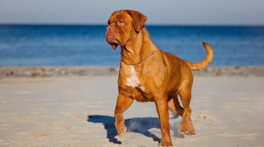 Dogo de Burdeos al trote en la arena en el océano