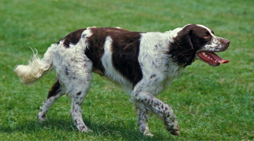 Spaniel francés trotando por la hierba