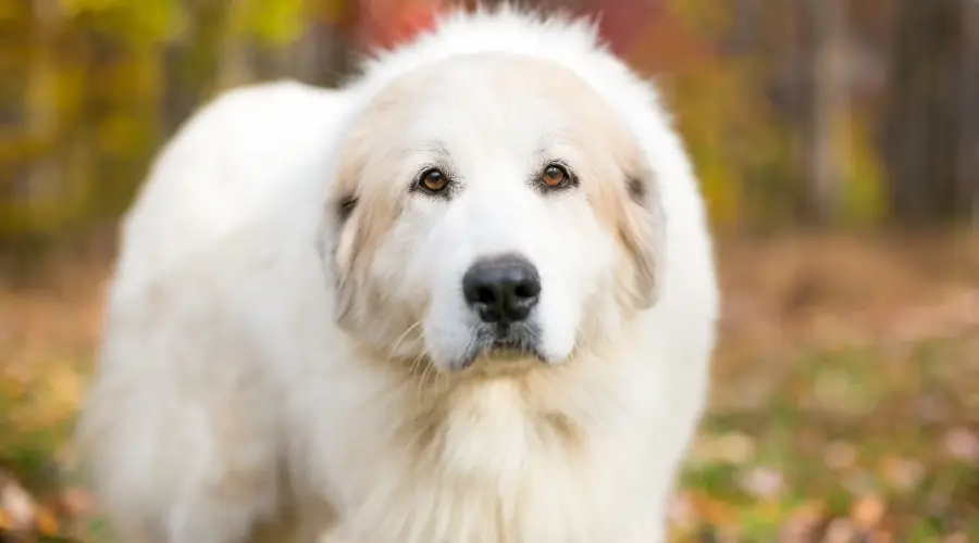 Perro de los Grandes Pirineos al aire libre