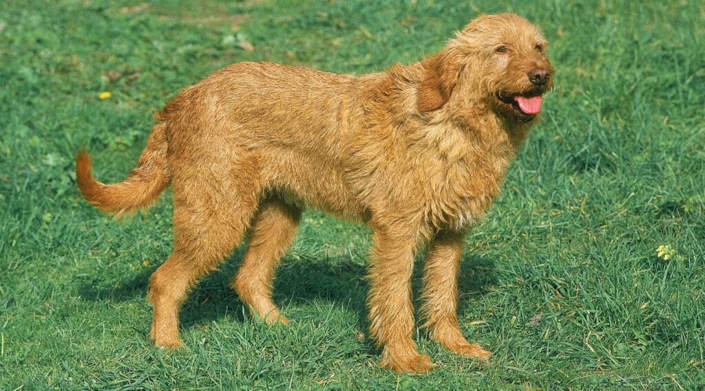 Griffon Fauve De Bretagne de pie en la hierba sonriendo