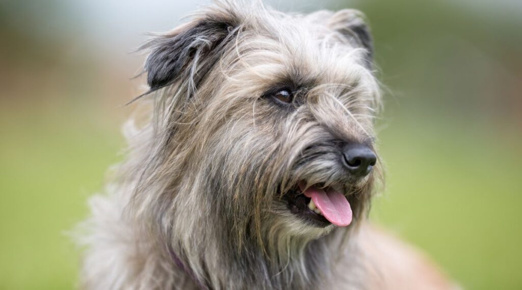 Cara de perro pastor de los Pirineos de cerca afuera.