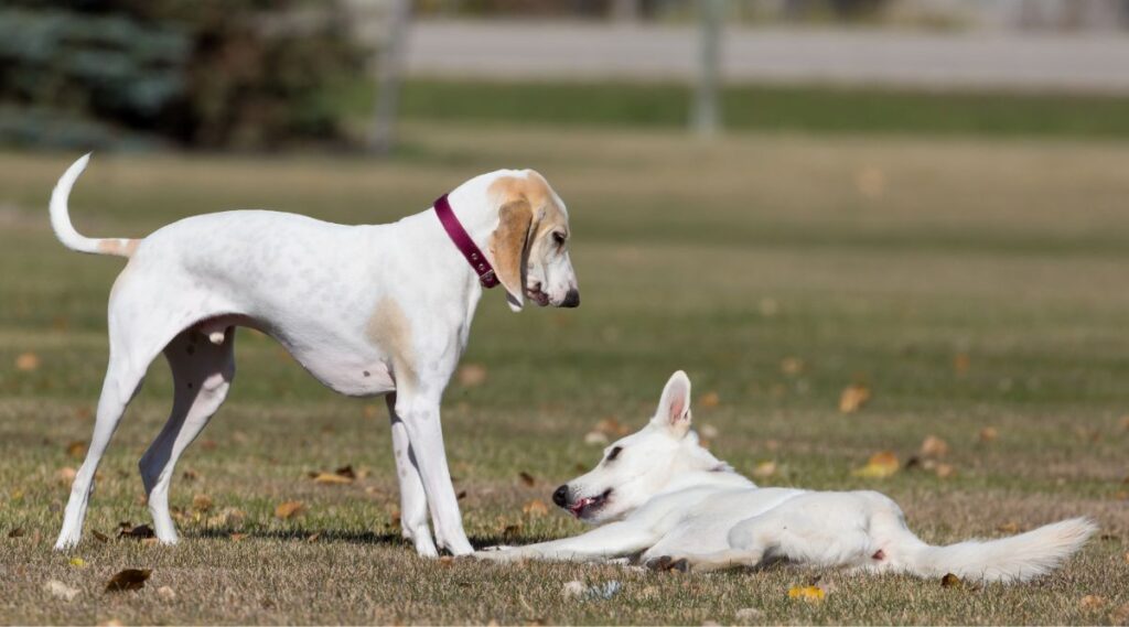 Perro de porcelana jugando en la hierba con otro perro blanco tirado en el suelo