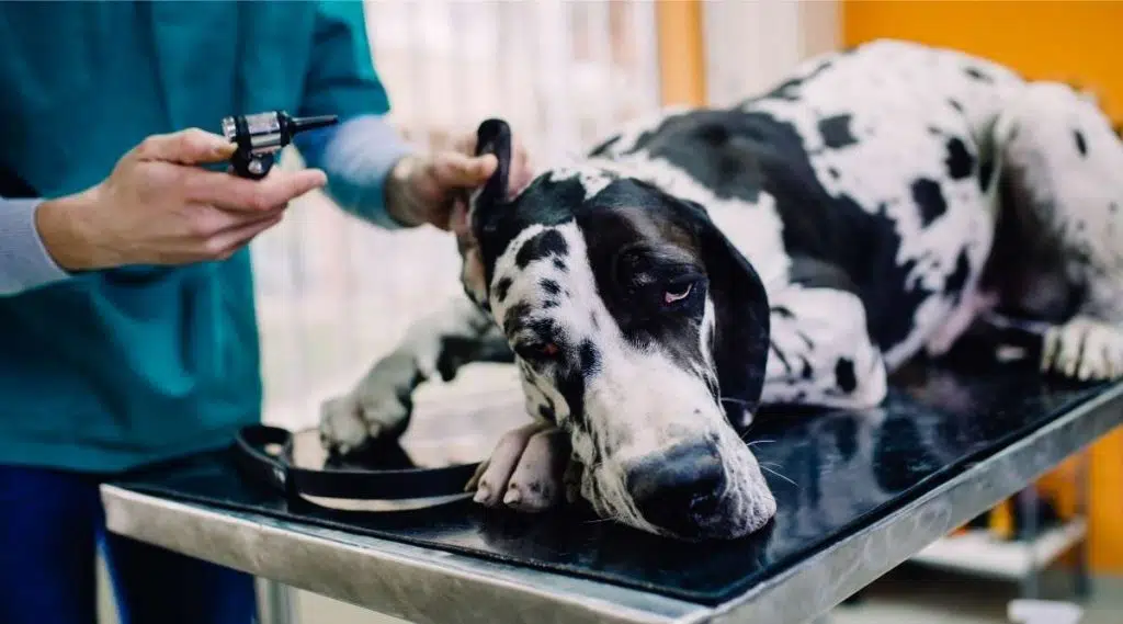 Gran danés en el veterinario para que le examinen el oído