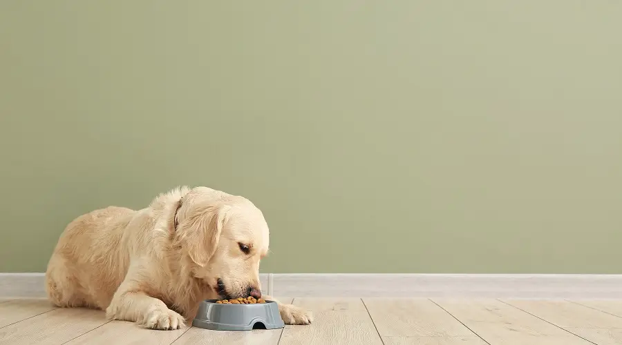 Perro comiendo comida Orijen