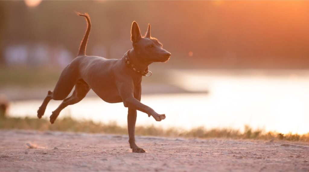 Xoloitzcuintli parado al aire libre en el suelo con hierba verde y árboles en el fondo el día de verano