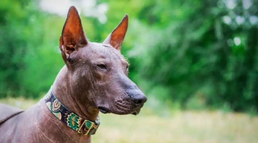 Cara de Xoloitzcuintli de cerca