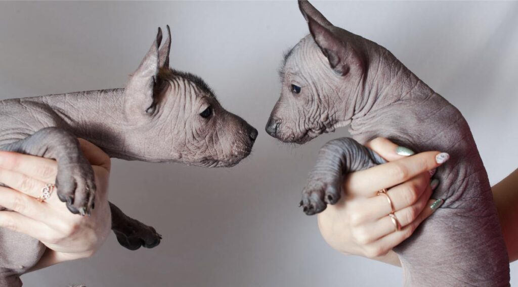 Dos lindos cachorros sin pelo perro mexicano en manos de mujer se miran.