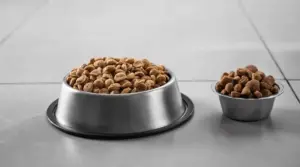 ¿qué Comida Para Perros Es Mejor?