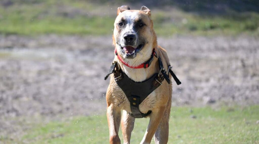 Perro de boca negra, perro corriendo afuera