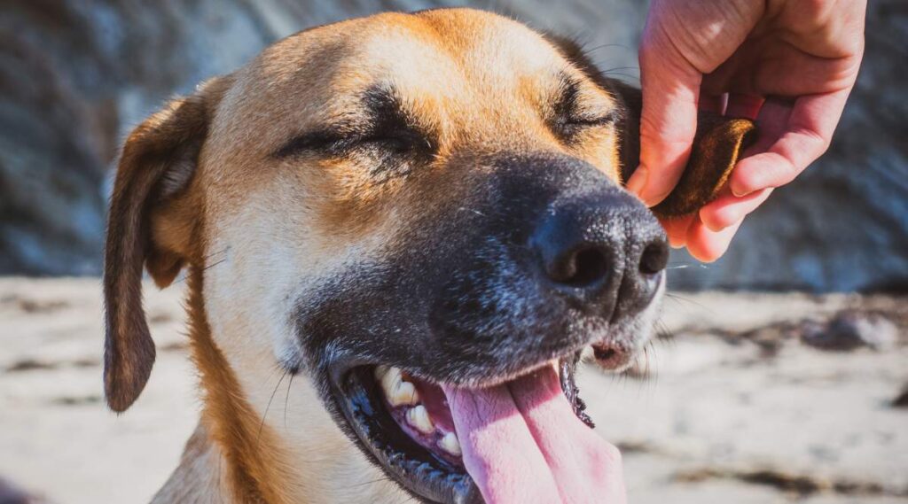 Primer plano de un perro de boca negra es una cara de raza con los ojos cerrados y que le froten las orejas