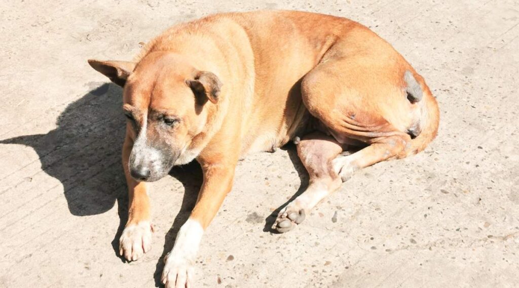 Perro de boca negra al sol en la tierra necesita ser rescatado