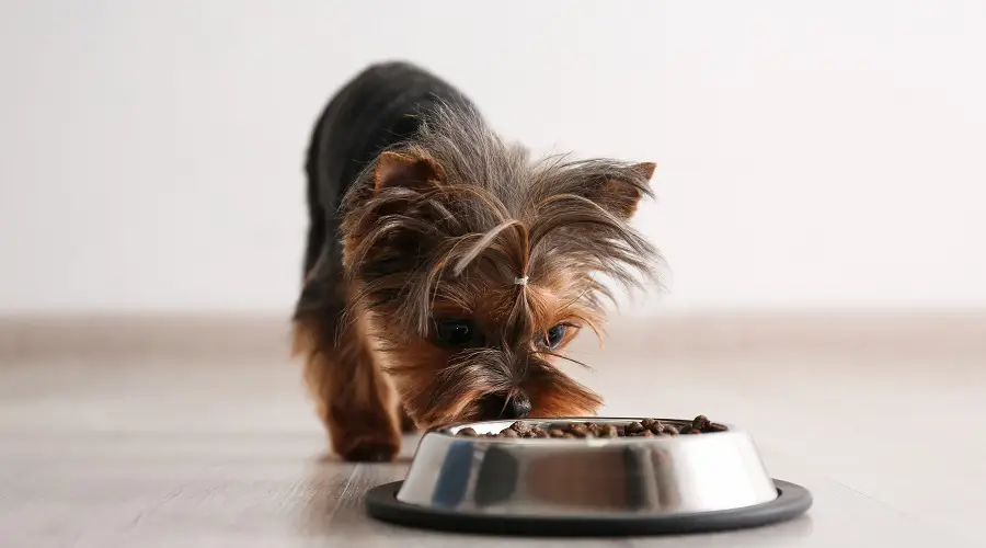 Cachorro de raza pequeña comiendo comida para perros