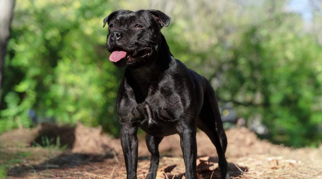   Raza Staffordshire Bull Terrier, color negro, cara sonriente, lengua afuera, mirada orgullosa