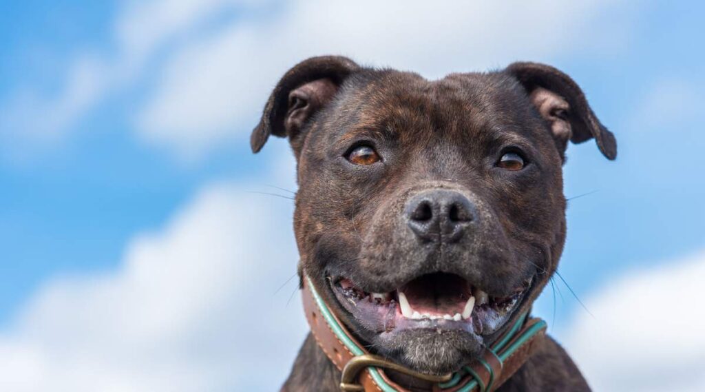 English Staffordshire Bull Terrier atigrado cara sonriente con fondo de cielo