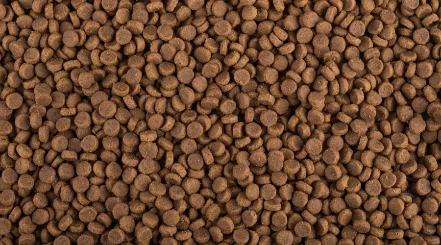 ¿Qué Comida Para Perros Es Mejor? ¿qué Comida Para Perros Es Mejor?