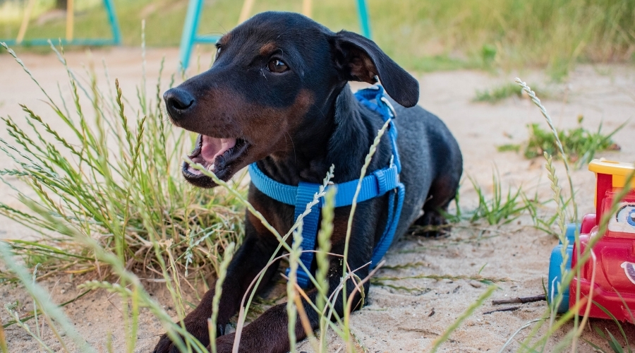 Pinscher miniatura negro
