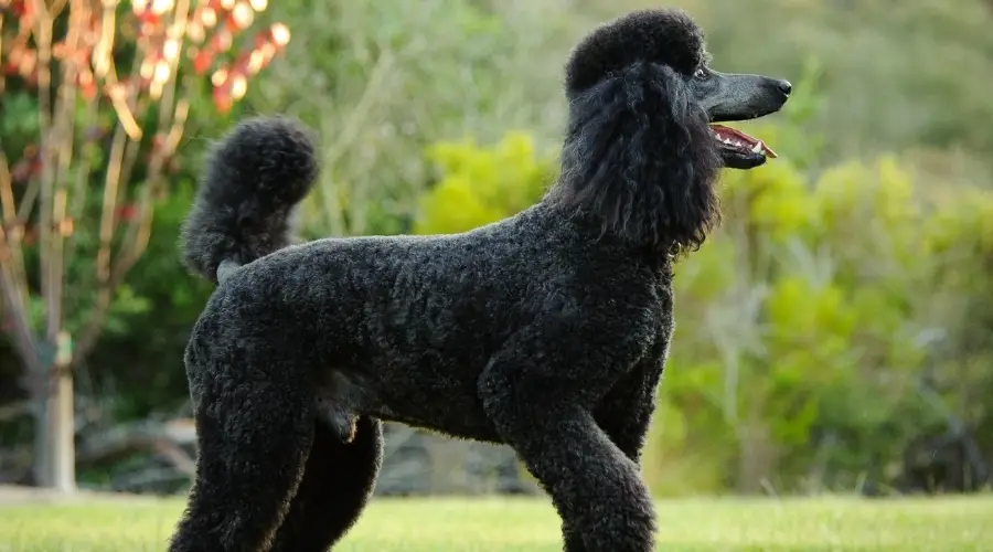 Caniche estándar al aire libre