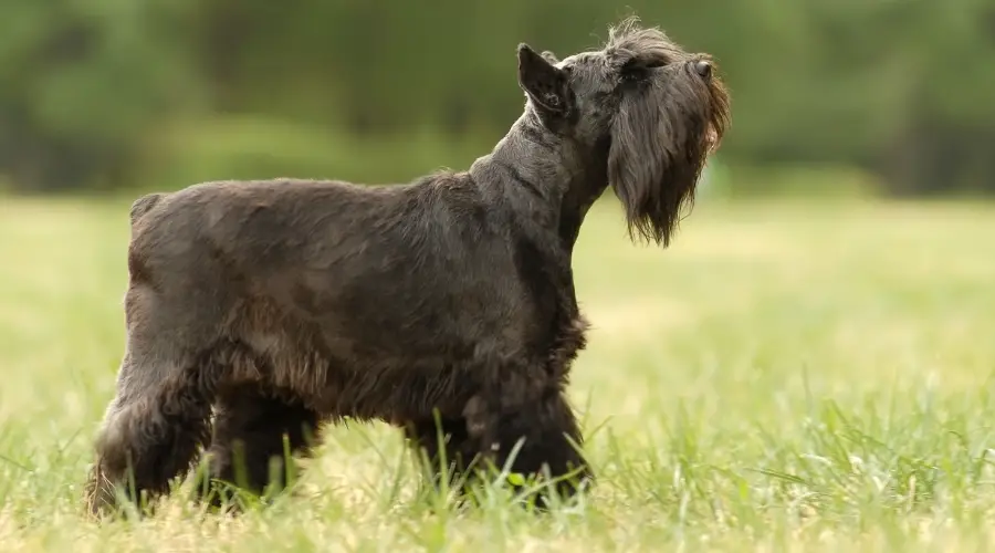 Schnauzer miniatura en campo de hierba