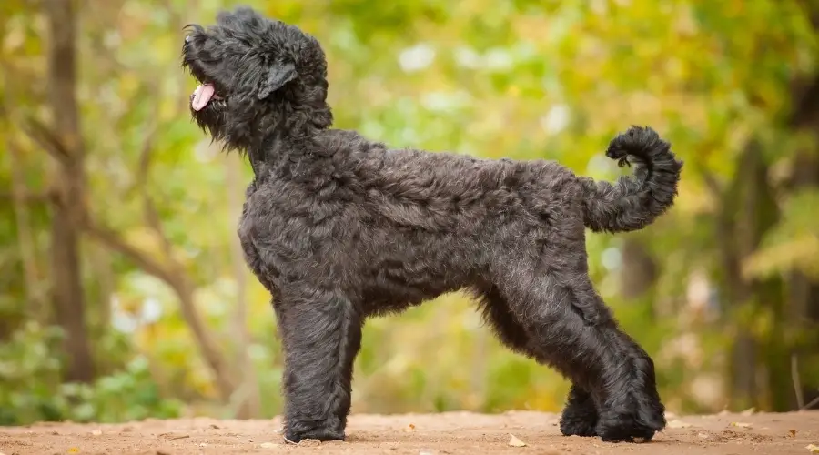 Terrier ruso negro al aire libre