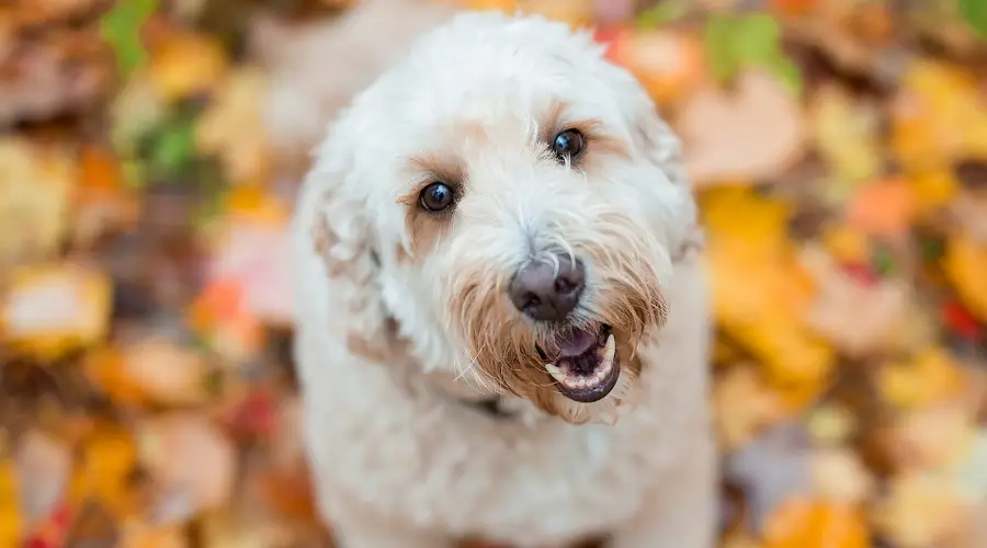 Perro Goldendoodle al aire libre