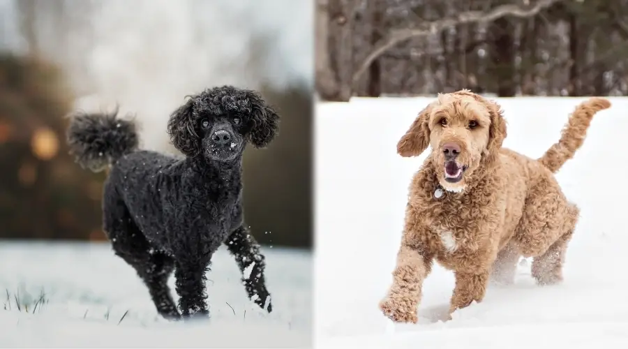 Dos cachorros esponjosos corriendo en la nieve