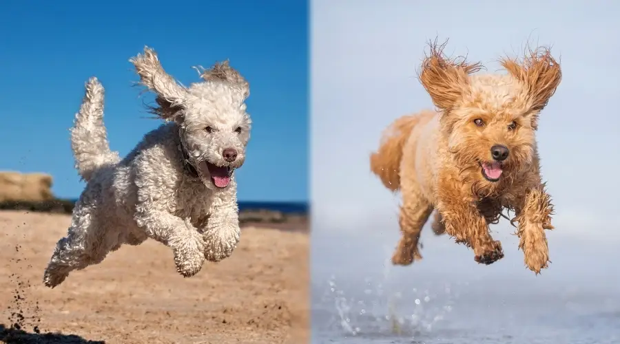 Dos cachorros jugando en la playa