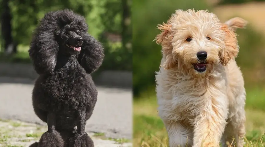 Dos perros muy sanos al aire libre