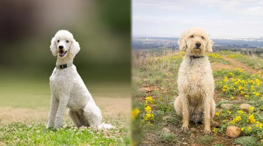 Dos perros sentados durante las sesiones de entrenamiento