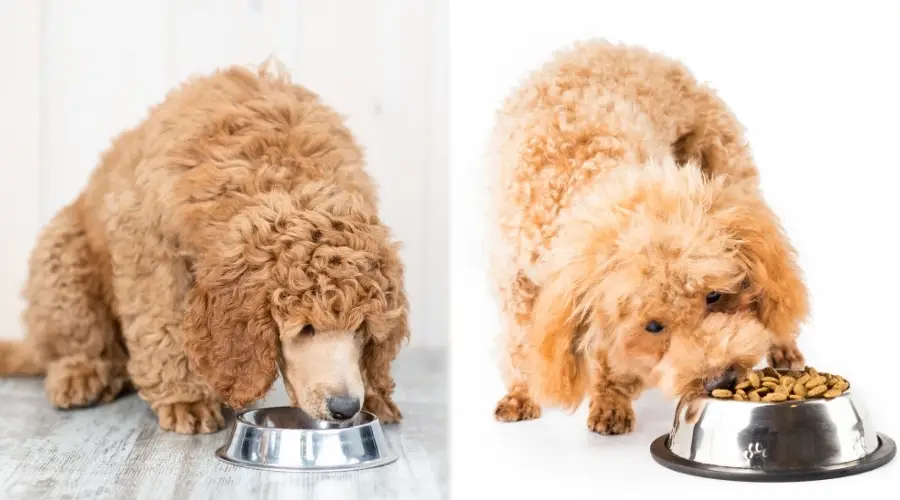 Dos perros comiendo de tazones de metal