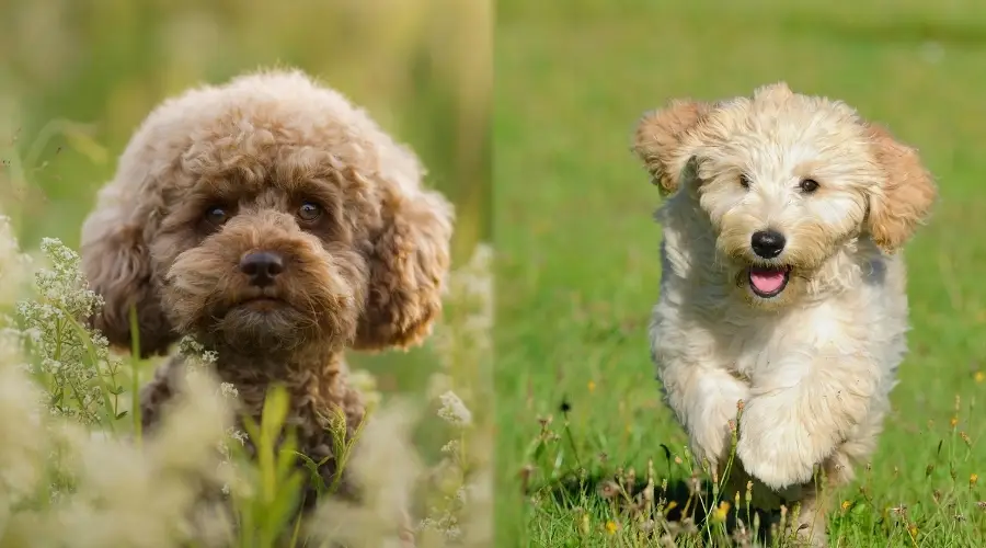 Dos pequeños cachorros en la hierba