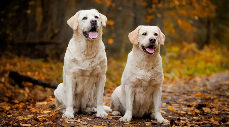 Dos labradores amarillos