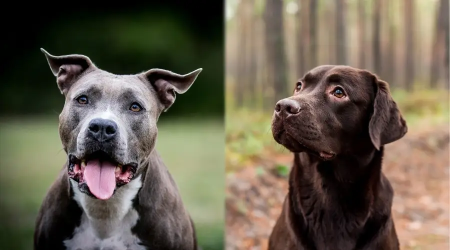 Perros de diferente apariencia