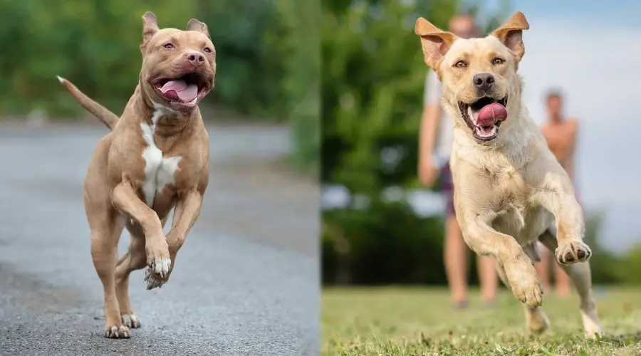 Dos perros corriendo sanos