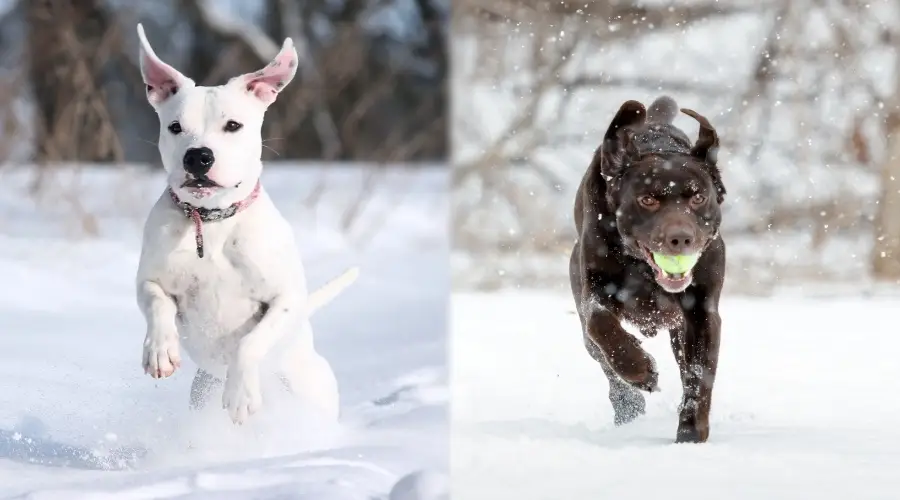 Dos perros corriendo en la nieve en busca de juguetes