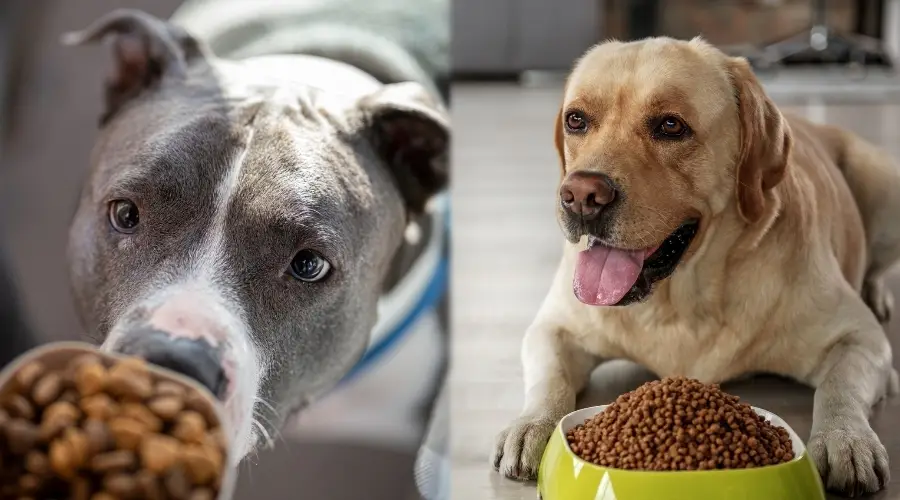 Dos perros esperando comida