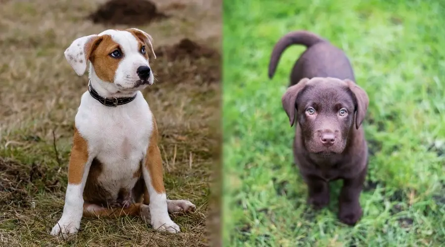 Cachorros de pit y laboratorio al aire libre