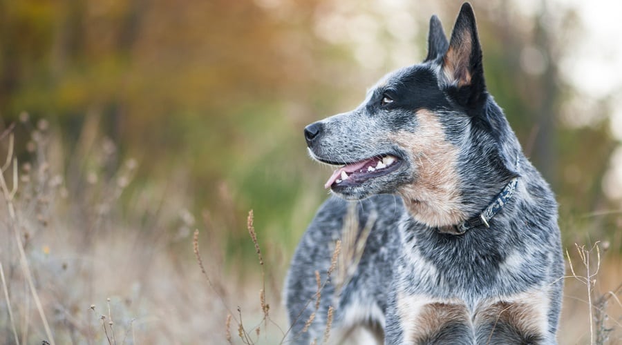 Perro australiano del ganado