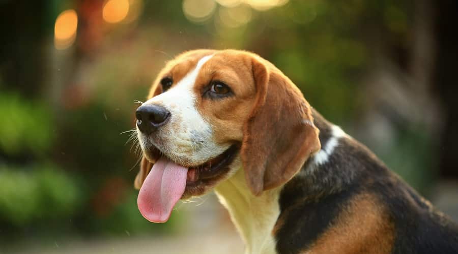 Beagle en el campo