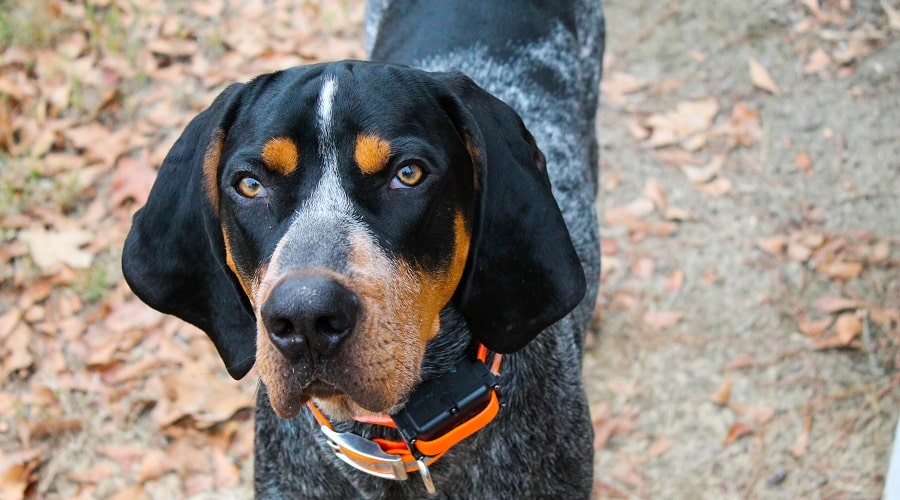 Coonhound garra azul