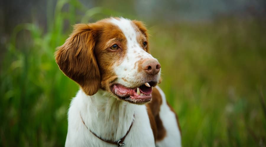 Perro de aguas de Bretaña