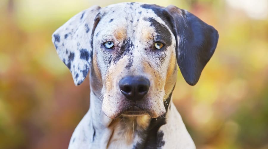 Perro leopardo Catahoula