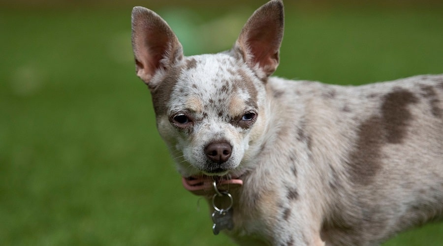 chihuahua con manchas