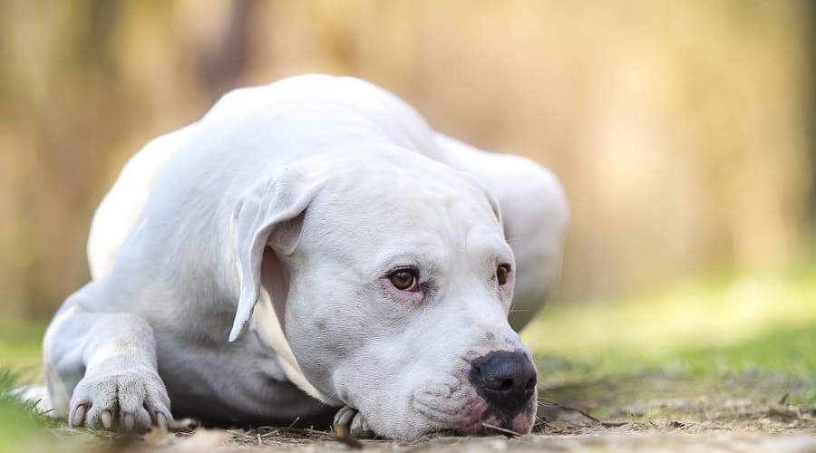 dogo argentino