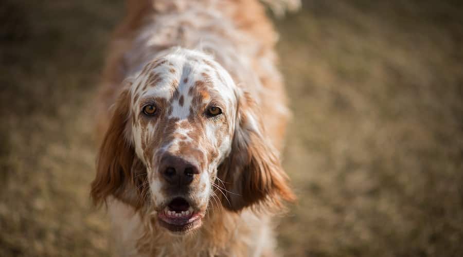 Setter inglés