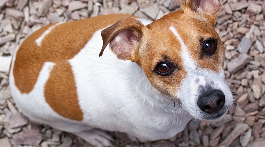 Jack Russell Terrier en las rocas